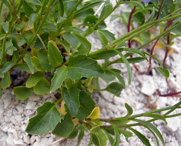 Campanula cochleariifolia